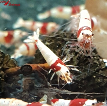 Preview: Red Bee SS - SSS